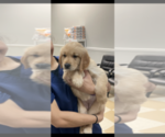 Small Photo #14 Golden Retriever Puppy For Sale in EAST FREEHOLD, NJ, USA
