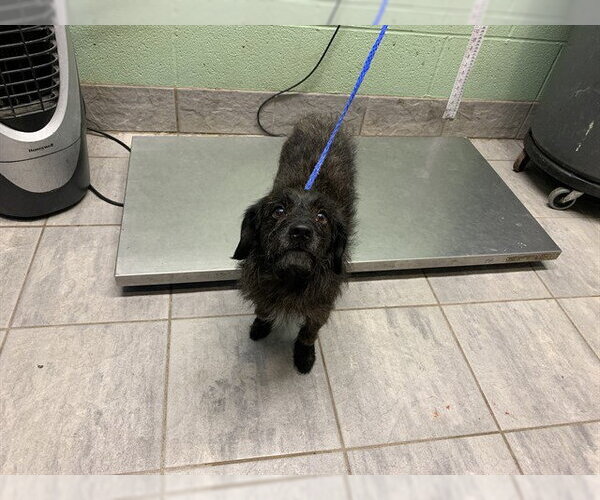 Medium Photo #1 Mutt Puppy For Sale in Grand Prairie, TX, USA