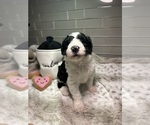 Small Photo #7 Sheepadoodle Puppy For Sale in BROOKSVILLE, FL, USA