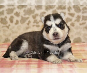 Pomsky Puppy for sale in DENVER, PA, USA