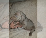 Small Photo #10 Weimaraner Puppy For Sale in DAVENPORT, IA, USA