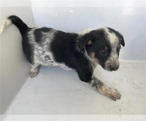 German Shepherd Dog-Unknown Mix Dogs for adoption in Houston, TX, USA