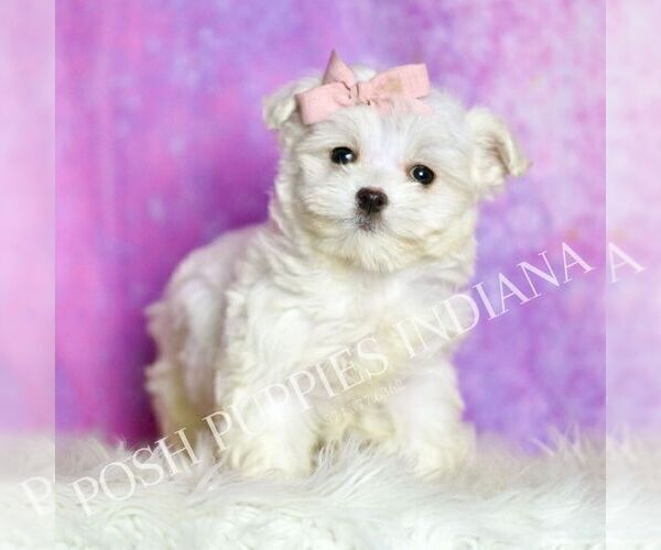 Medium Photo #5 Maltipoo (Miniature) Puppy For Sale in WARSAW, IN, USA