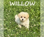 Small #1 Shih-Poo
