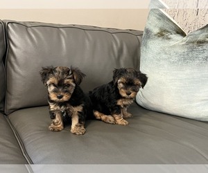 Yorkshire Terrier Puppy for sale in GLENDALE, CA, USA