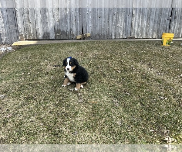 Medium Photo #4 Bernese Mountain Dog Puppy For Sale in ATHENS, WI, USA