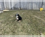 Small #3 Bernese Mountain Dog