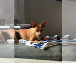 Small #3 Basenji Mix