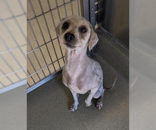 Medium Photo #1 Havanese Puppy For Sale in San Martin, CA, USA