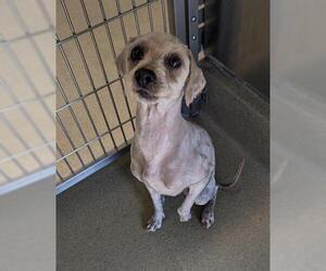 Havanese Dogs for adoption in San Martin, CA, USA