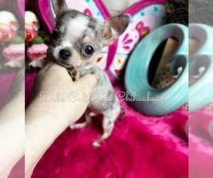 Chihuahua Puppy for Sale in TRACY, California USA