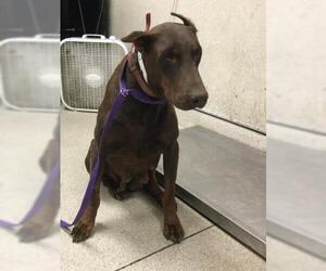 Doberman Pinscher Dogs for adoption in Riverside, CA, USA
