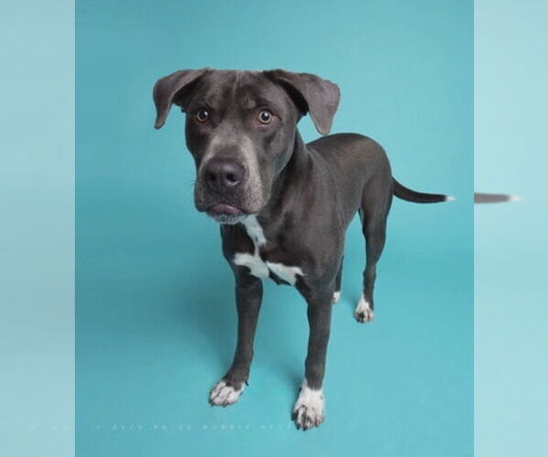 Medium Photo #17 American Staffordshire Terrier-Labrador Retriever Mix Puppy For Sale in Holly Springs, NC, USA