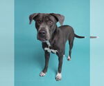 Small #16 American Staffordshire Terrier-Labrador Retriever Mix