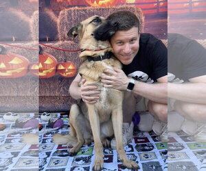 Elle - Female German Shepherd Dog Dog for Adoption - Photo #3