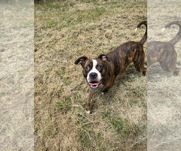 Medium Photo #1 Boxer-Unknown Mix Puppy For Sale in Jackson, MS, USA