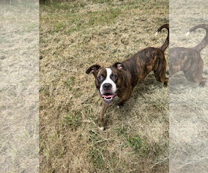 Boxer-Unknown Mix Dogs for adoption in Jackson, MS, USA