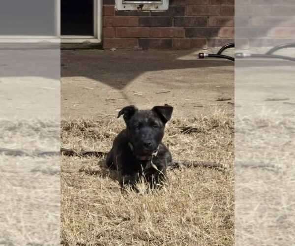 Medium Photo #5 Mutt Puppy For Sale in Imlay City, MI, USA