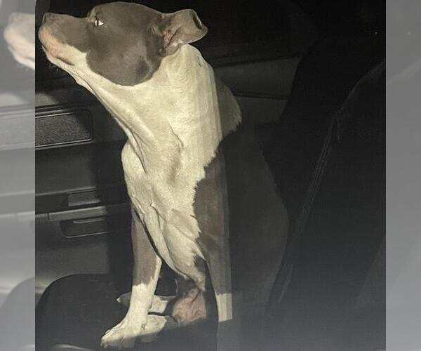 Medium Photo #1 American Staffordshire Terrier-Unknown Mix Puppy For Sale in San Antonio, TX, USA