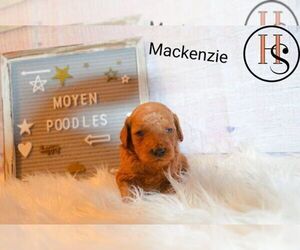 Poodle (Miniature) Puppy for sale in NORTH ADAMS, MI, USA