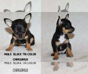 Medium Chihuahua
