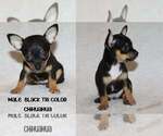 Puppy Puppy 3 Chihuahua