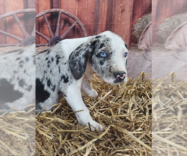Medium Photo #8 Catahoula Leopard Dog Puppy For Sale in CUMBY, TX, USA