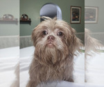 Small Shih Tzu