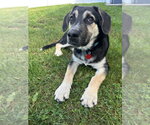 Small Photo #3 German Shepherd Dog-Unknown Mix Puppy For Sale in Springdale, PA, USA