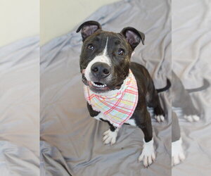 American Pit Bull Terrier-Unknown Mix Dogs for adoption in McKinney, TX, USA