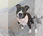 Small American Pit Bull Terrier Mix