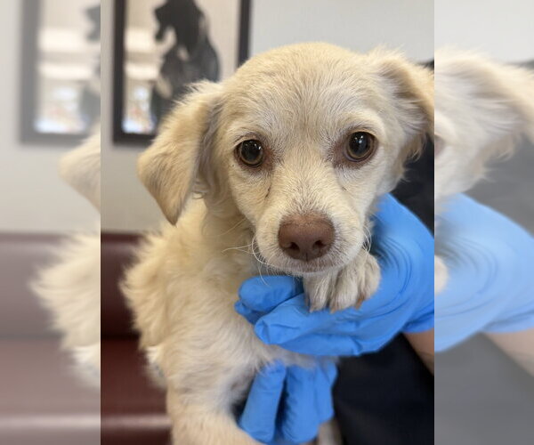 Medium Photo #3 Chiweenie Puppy For Sale in San Diego , CA, USA