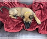 Small Photo #155 Belgian Malinois Puppy For Sale in REESEVILLE, WI, USA
