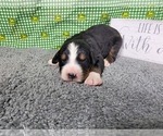 Small Photo #32 Bernese Mountain Dog Puppy For Sale in BLACK FOREST, CO, USA