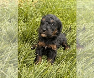 Miniature Bernedoodle Puppy for sale in LONGMONT, CO, USA