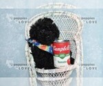 Small #8 Poodle (Toy)