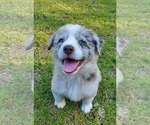 Puppy Puppy 5 Australian Shepherd