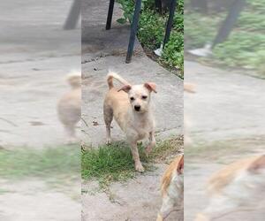 Mutt Dogs for adoption in San Antonio, TX, USA