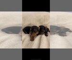 Small Photo #2 Yorkshire Terrier Puppy For Sale in RUTLAND, MA, USA
