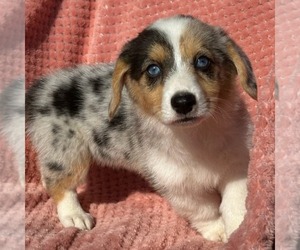 Pembroke Welsh Corgi Puppy for sale in MECHANICSVILLE, MD, USA