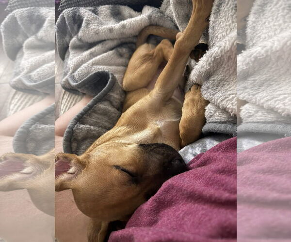 Medium Photo #2 Mutt Puppy For Sale in Germantown, OH, USA