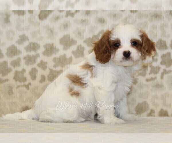 Medium Photo #4 Cavapoo Puppy For Sale in DENVER, PA, USA