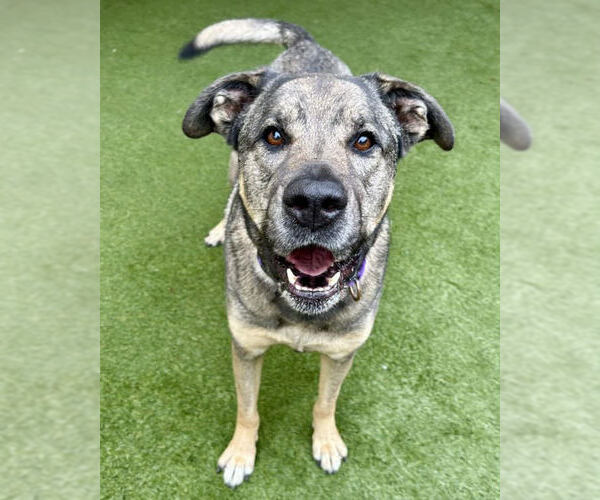 Medium Photo #2 German Shepherd Dog Puppy For Sale in Petaluma, CA, USA