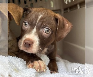 Gecko - Female Retriever -Unknown Mix Dog for Adoption - Photo #4