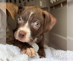 Small Photo #4 Retriever -Unknown Mix Puppy For Sale in Washington, DC, USA