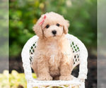 Small Photo #84 Maltipoo (Miniature) Puppy For Sale in WARSAW, IN, USA