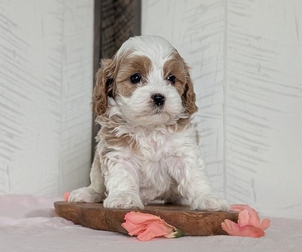 Medium Photo #35 Cavapoo (Miniature) Puppy For Sale in GOSHEN, IN, USA