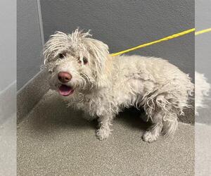 Maltipoo Dogs for adoption in Las Vegas, NV, USA