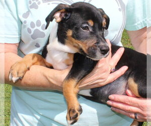 Bronco 44224 - Male Retriever -Unknown Mix Dog for Adoption - Photo #2