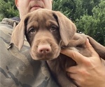 Small Photo #6 Labrador Retriever Puppy For Sale in MARYVILLE, TN, USA